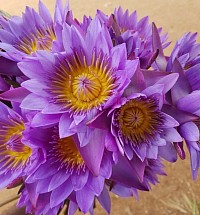 Recreational travel will be of great help to purify your mind and soul like a flower.