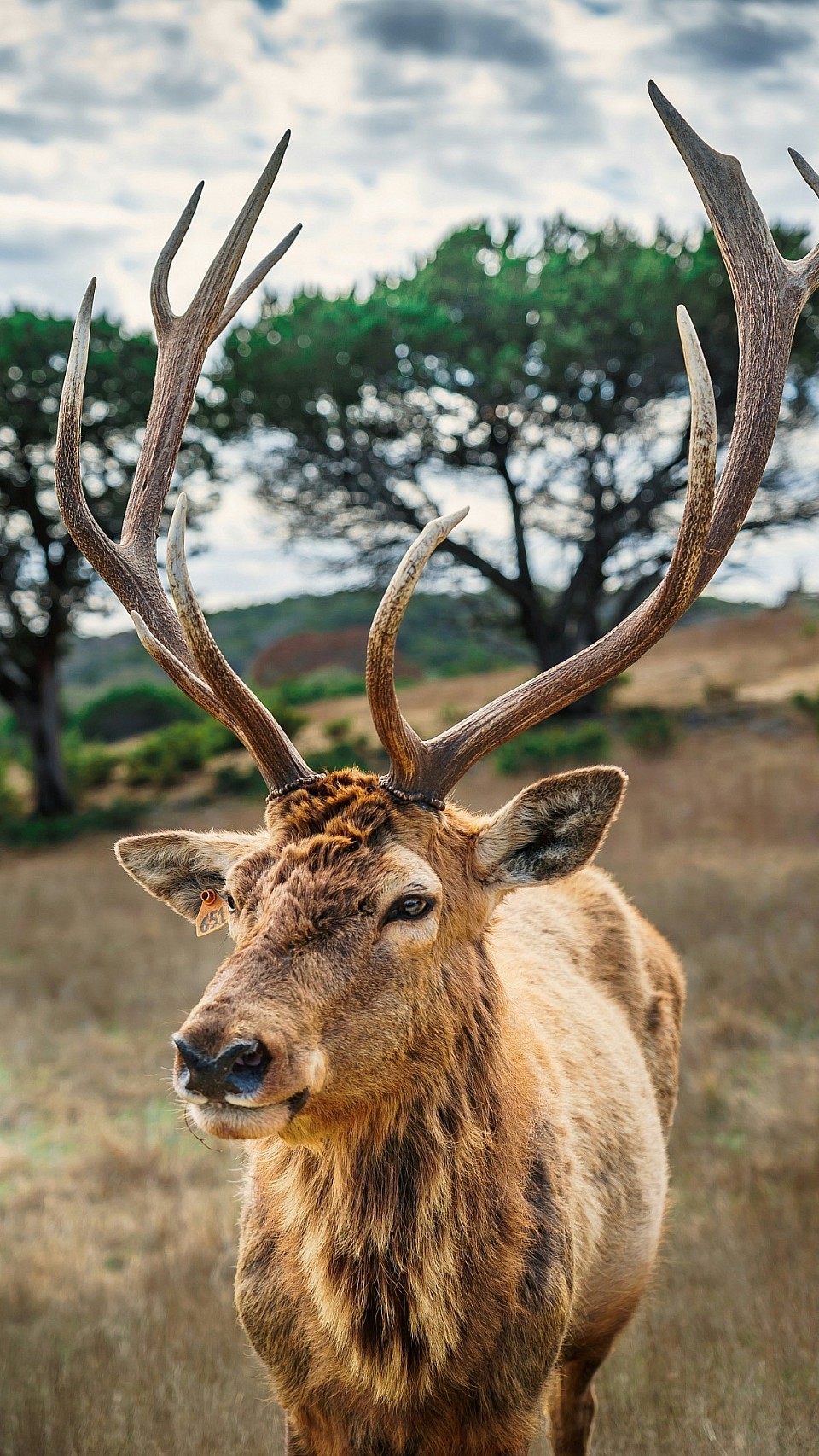Wild lives